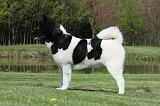 AKITA AMERICAIN 433